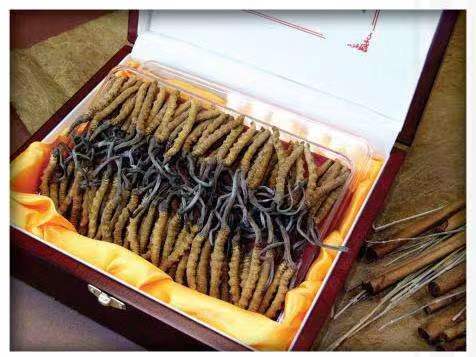 盐田冬虫夏草回收